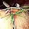 Staley Mountain Ranch Events