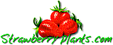 Strawberry plants