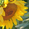 Theflowerpottexas's logo Theflowerpottexas's Company logo