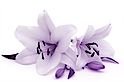 Therapeutic Massage And Bodywork