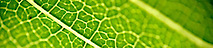 True North Lawn Care's logo True North Lawn Care's Company logo