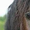 Twin Ports Equine