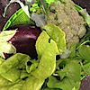 Upbeet Landscapes
