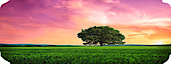 Vaca Valley Landscaping's logo Vaca Valley Landscaping's Company logo