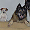 Kennelstore.co.uk's Competitor - Wendi's Walkies And Pet Care logo