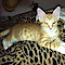 West Valley Pet Sitting