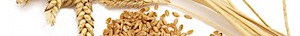 Wheat Works's logo Wheat Works's Company logo