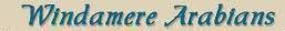 Windamere Arabians