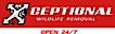 Xceptional Wildlife Removal