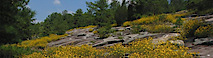 Yellowdaisychickchat's logo Yellowdaisychickchat's Company logo