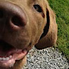 Your Canine Resource's logo Your Canine Resource's Company logo