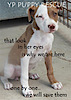 yp puppy rescue